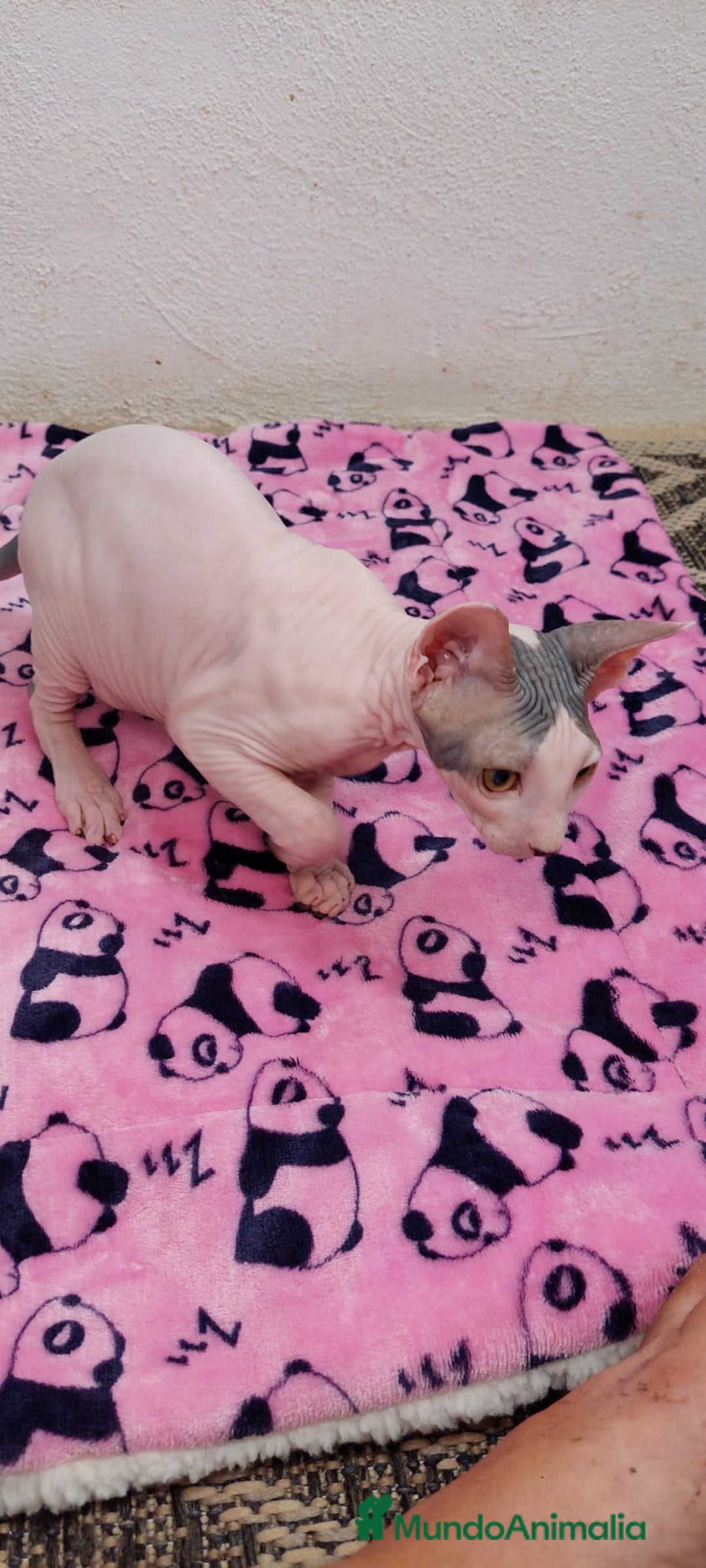 Sphynx gatos en venta: Machito  - Imagen 8