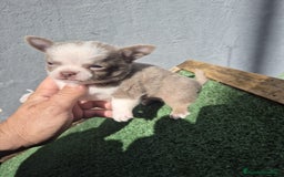 Chihuahua perros en venta: Chihuahua toy - Anuncio 4