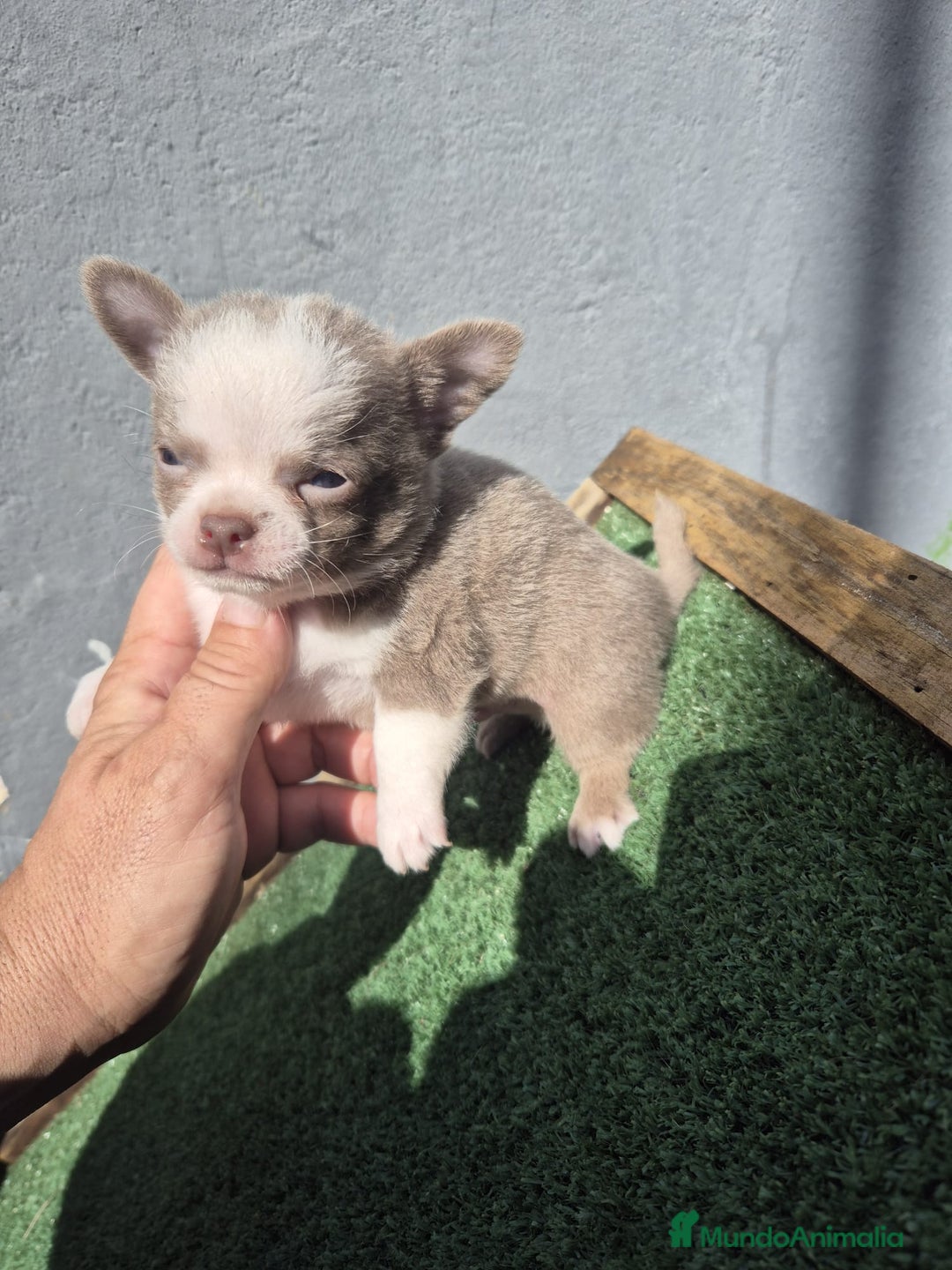 Chihuahua perros en venta: Chihuahua toy - Anuncio 4
