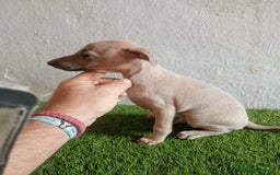 Pequeño Lebrel Italiano perros en venta: Piccolo italiano  - Imagen 4