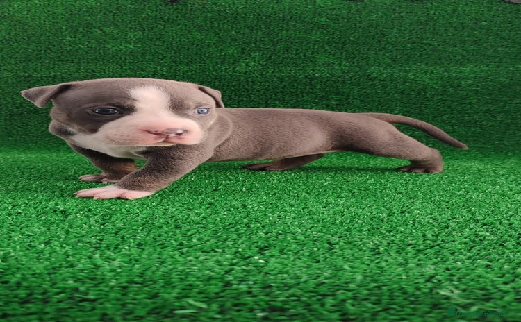 American Bully perros - Propaganda 2