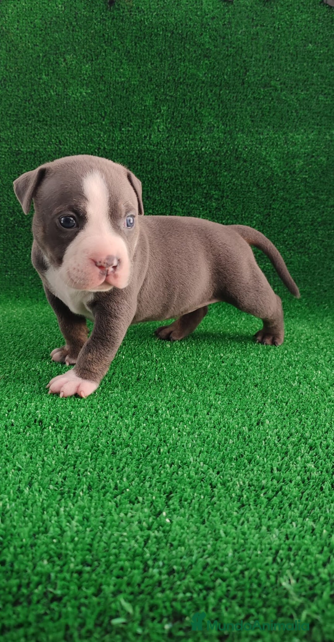 American Bully perros en venta: American bully pocket  - Imagen 1