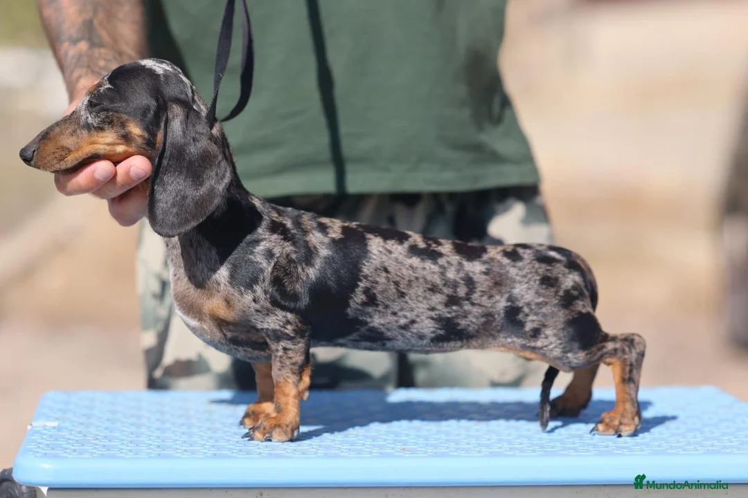 Teckel perros en venta: Preciosa hembra Teckel kaninchem arlequín plata  - Anuncio 2