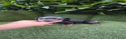 Teckel Miniatura perros en venta: preciosa camada teckel miniatura  - Anuncio 5