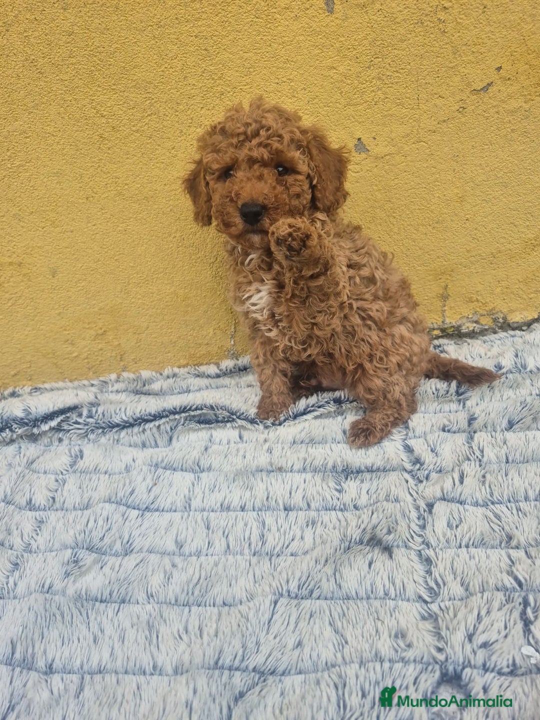 Caniche Toy perros en venta: Caniche toys disponible  - Anuncio 3