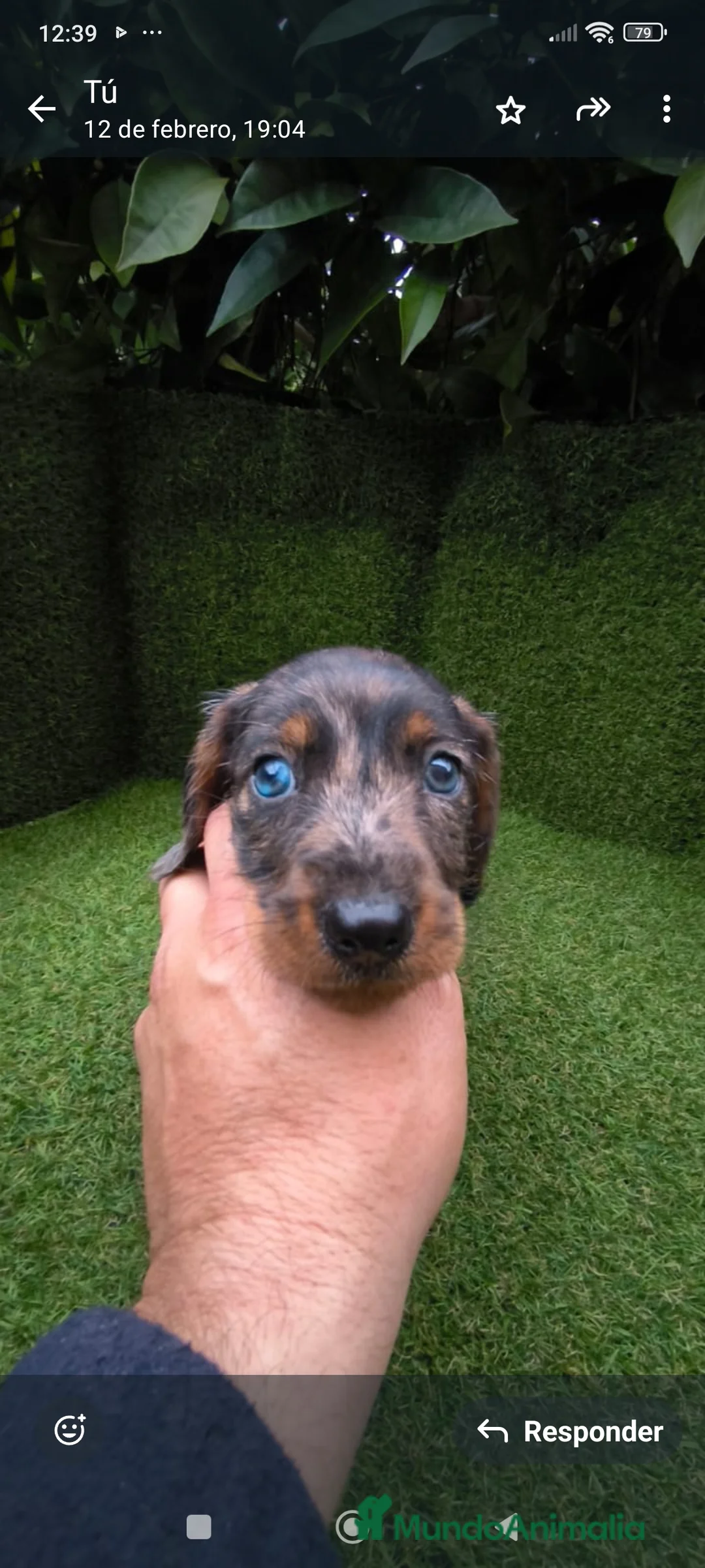 Teckel Miniatura perros en venta: teckel arlequín pelo basto miniatura  - Anuncio 2