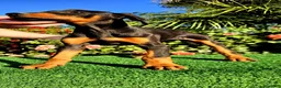 Dobermann perros en venta: Disponible Doberman de Calidad  - Anuncio 1