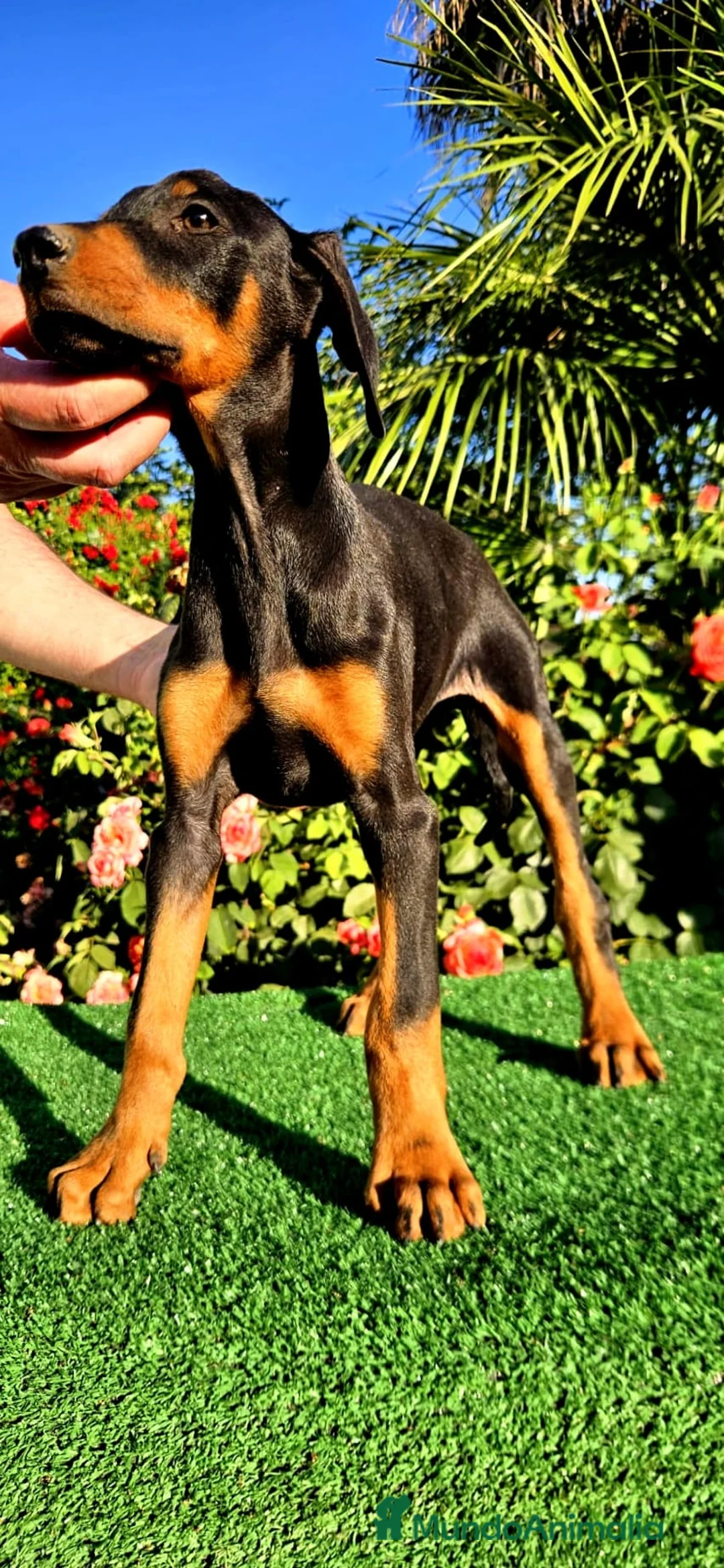 Dobermann perros en venta: Disponible Doberman de Calidad  - Anuncio 1