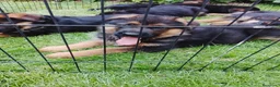 Pastor Alemán perros en venta: Cacharros de pastor alemán  - Anuncio 1