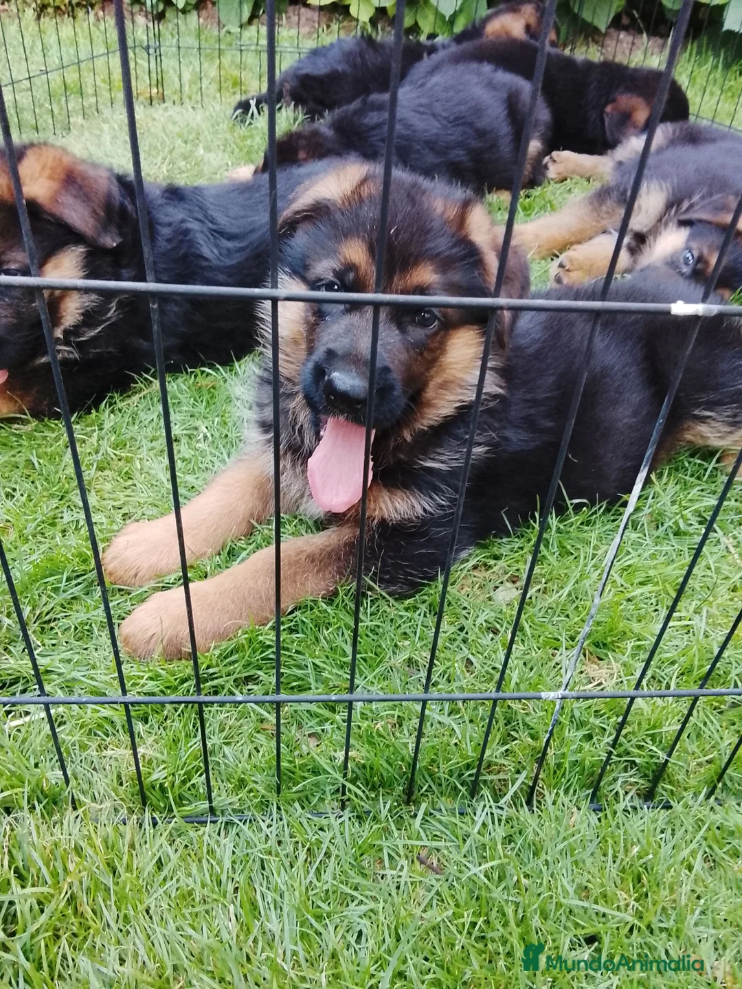 Pastor Alemán perros en venta: Cacharros de pastor alemán  - Anuncio 1