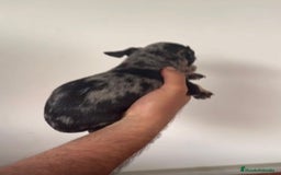 Chihuahua perros en venta: Chihuahuas merles - Imagen 7