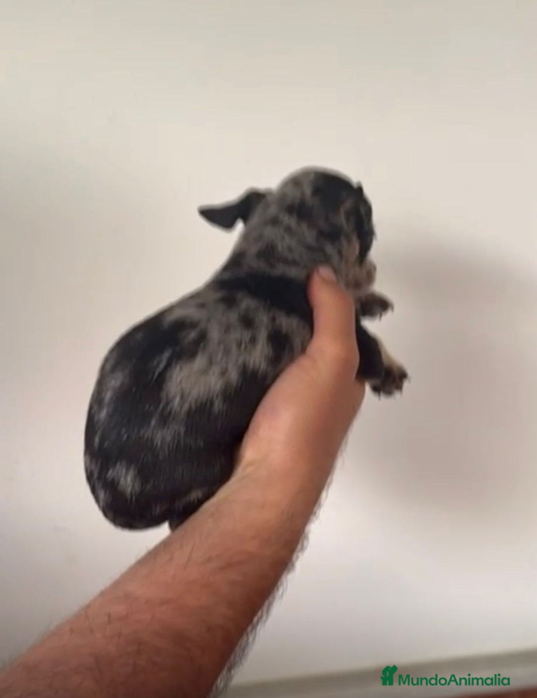 Chihuahua perros en venta: Chihuahuas merles - Imagen 7