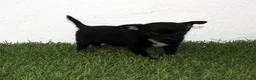 Chihuahua perros en venta: Chihuahua toy  - Anuncio 4