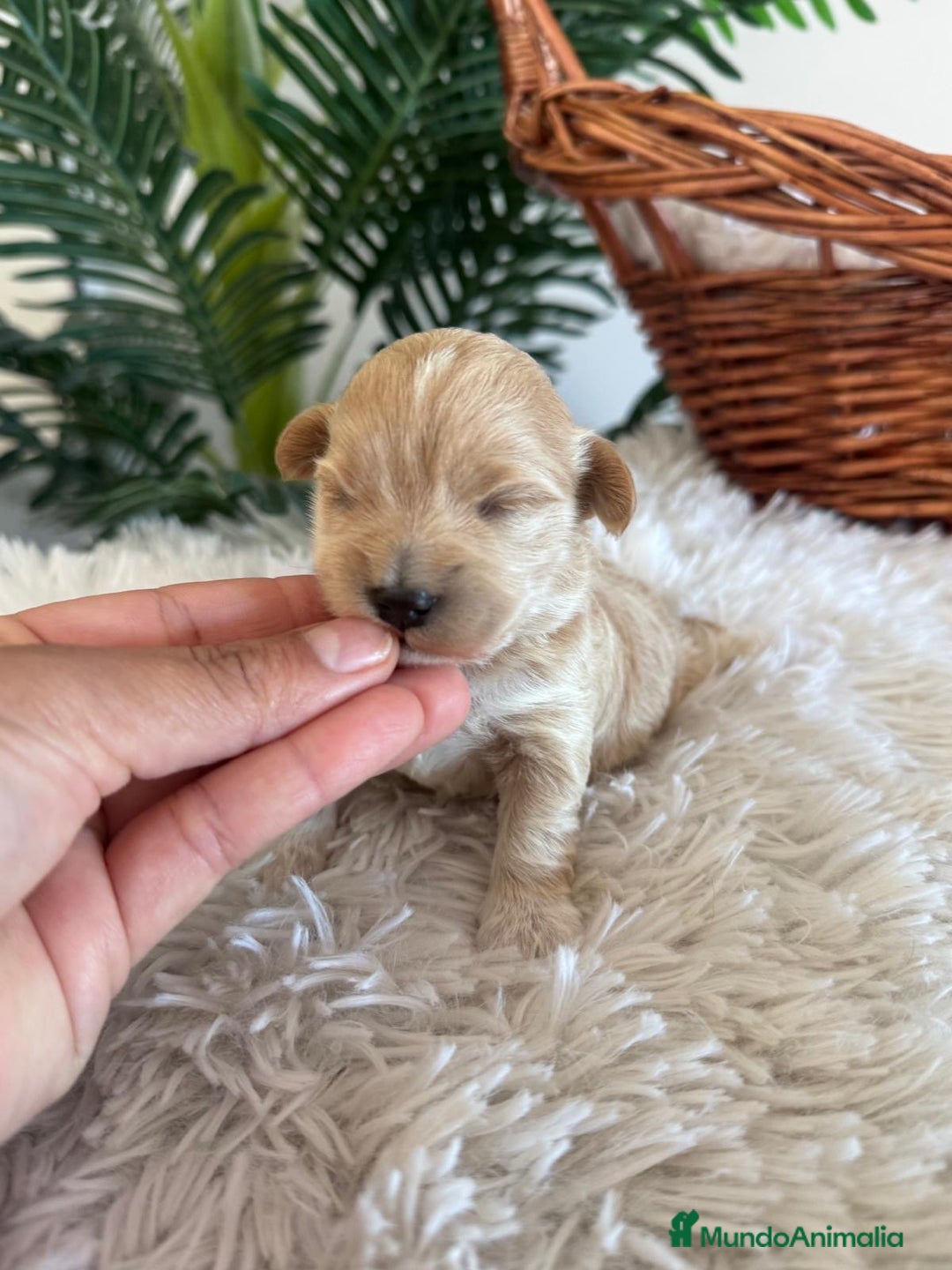 Maltipoo perros en venta: MALTIPOO MACHO - Anuncio 9