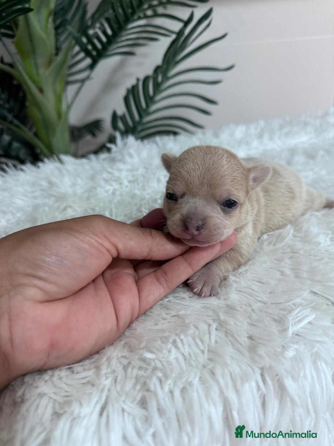 Chihuahua perros en venta: CHIHUAHUA HEMBRA - Imagen 3