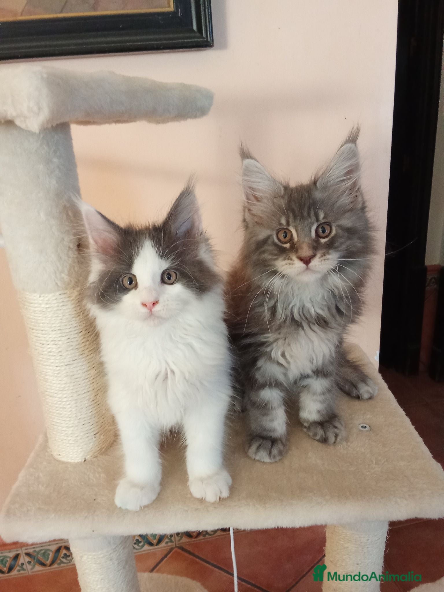 Maine Coon gatos Camada Maine coon - Anuncio 1