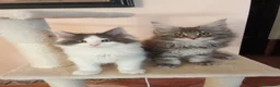 Maine Coon gatos en venta: Camada Maine coon - Anuncio 1