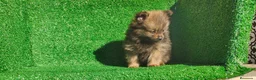 Pomerania perros en venta: Pomerania  - Anuncio 9