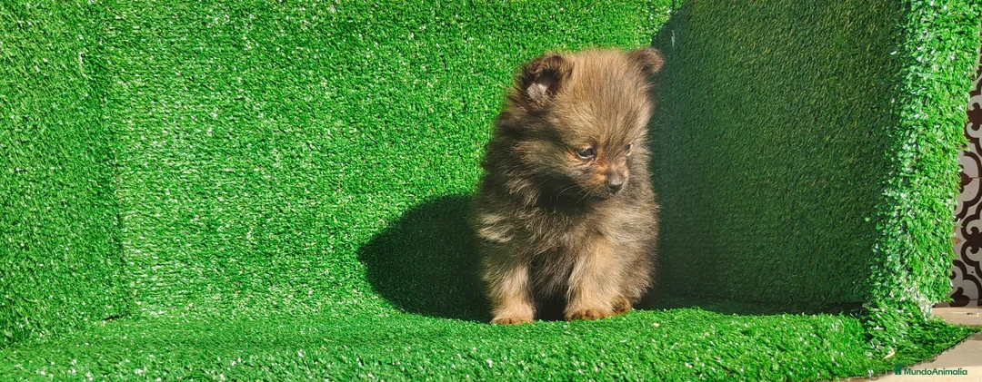 Pomerania perros en venta: Pomerania  - Anuncio 9