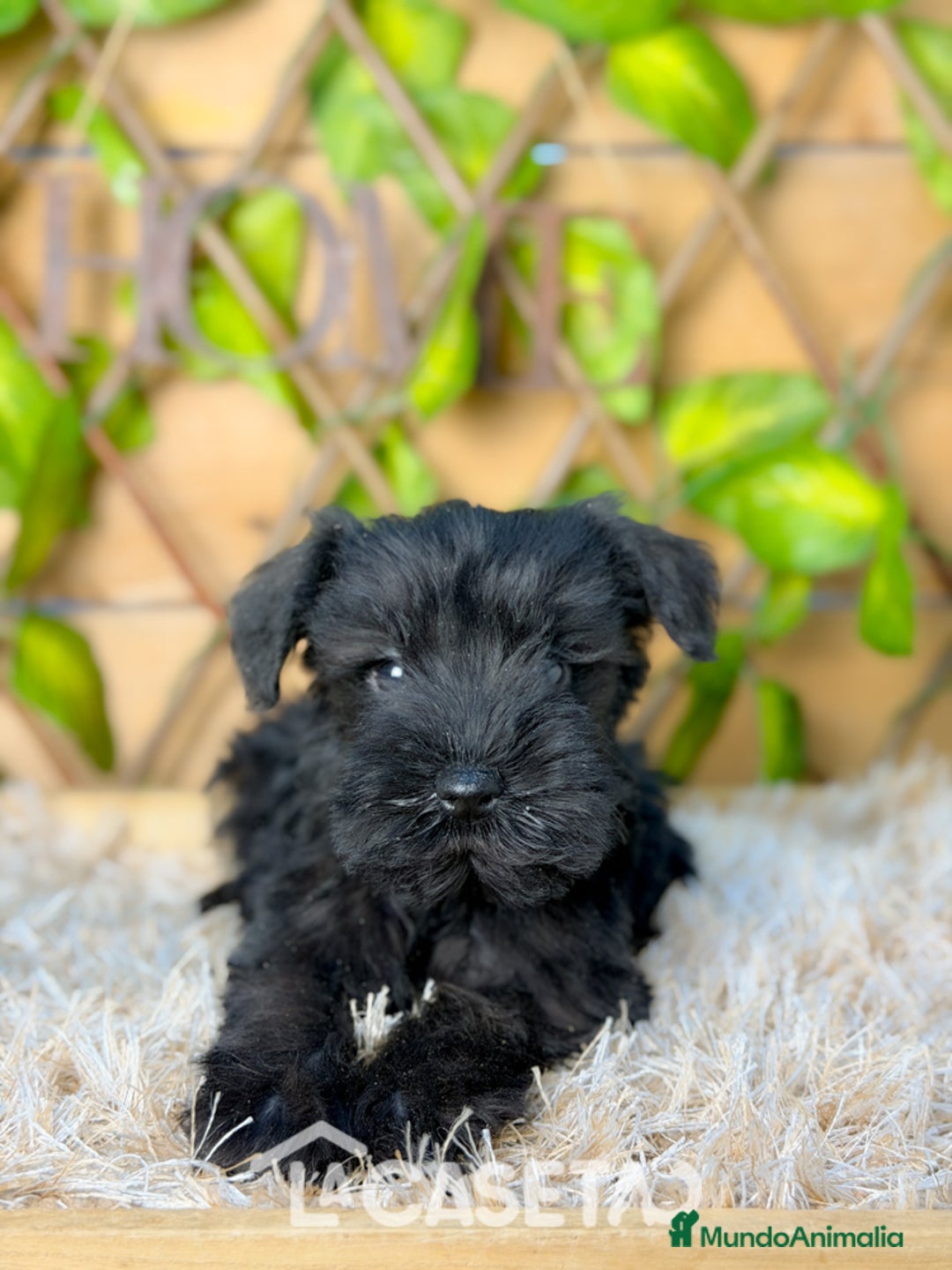 Schnauzer Miniatura perros en venta: Camada de Niki  - Anuncio 2