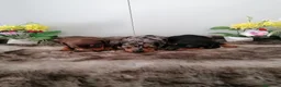 Teckel perros en venta: Preciosa camada de teckel  - Anuncio 5