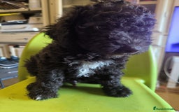 Perro de Agua Español perros en venta: Perro de aguas macho - Imagen 3