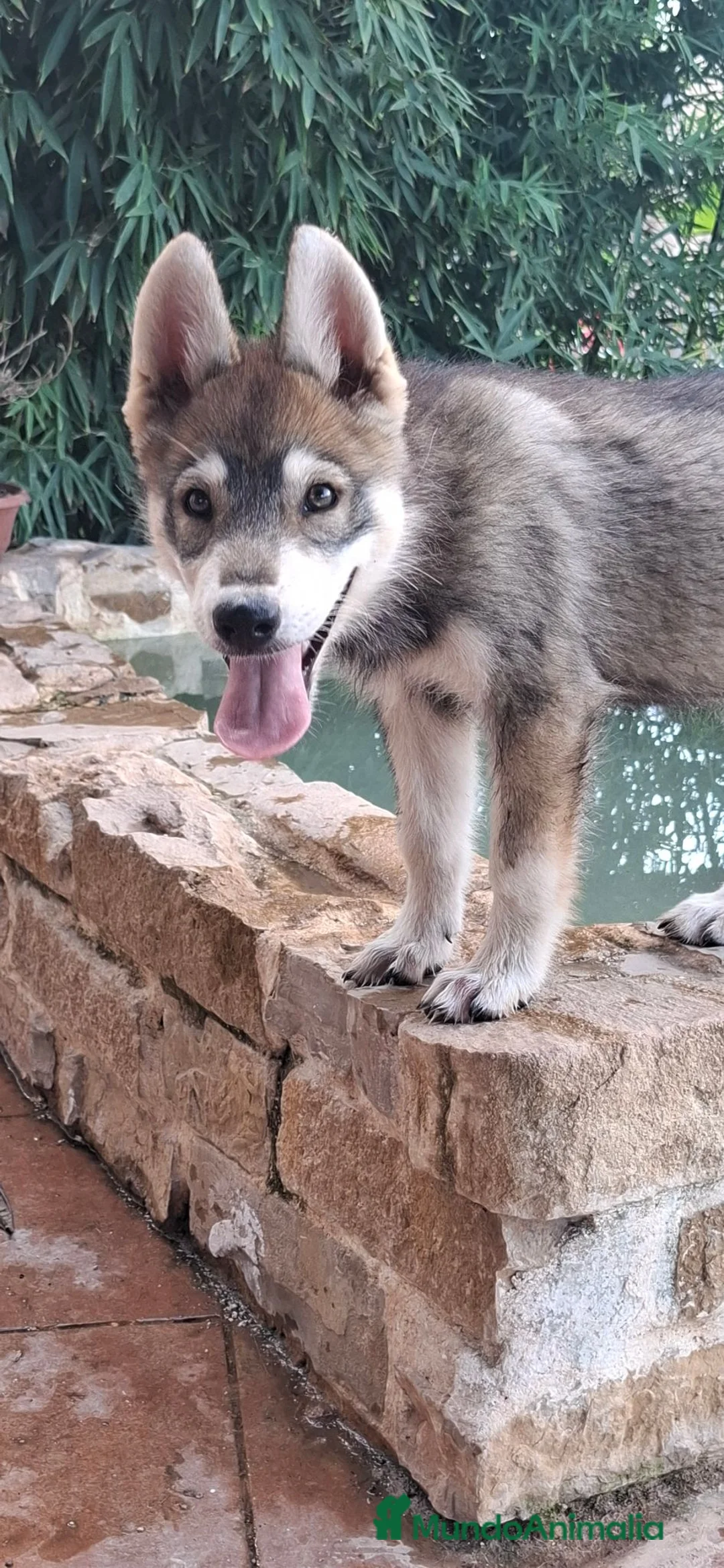 Perro Lobo Checoslovaco perros en venta: Preciosa hembra perro lobo - Anuncio 4