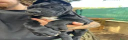 Dogo Alemán perros en venta: Cachorros de dogo alemán/ gran danés  - Anuncio 2