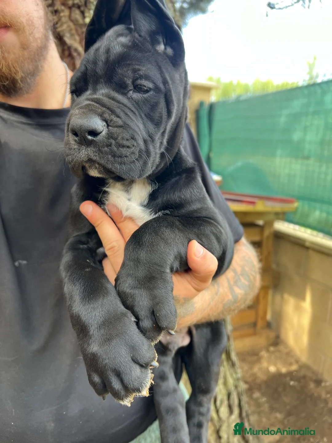Dogo Alemán perros en venta: Cachorros de dogo alemán/ gran danés  - Anuncio 2