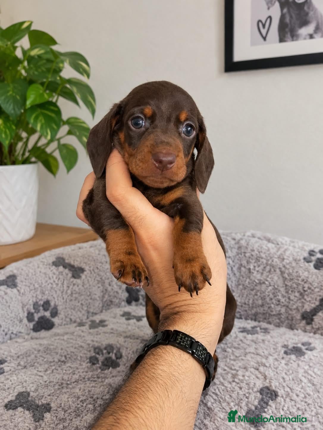 Teckel Miniatura perros TECKEL MINIATURA / KANNINCHEN - Anuncio 2