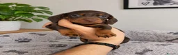Teckel Miniatura perros en venta: TECKEL MINIATURA / KANNINCHEN - Anuncio 1