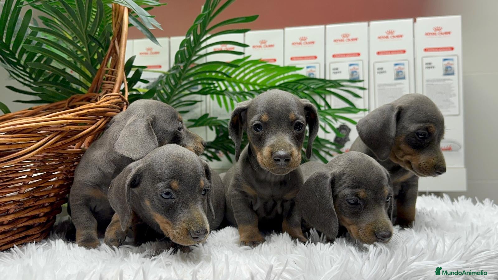 Teckel Miniatura perros TECKEL BLUE AND TAN - Anuncio 2