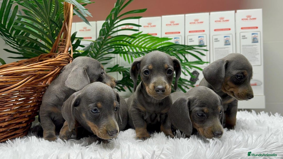 Teckel Miniatura perros en venta: TECKEL BLUE AND TAN - Anuncio 2