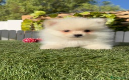 Pomerania perros en venta: POMERANIA MACHO - Imagen 2