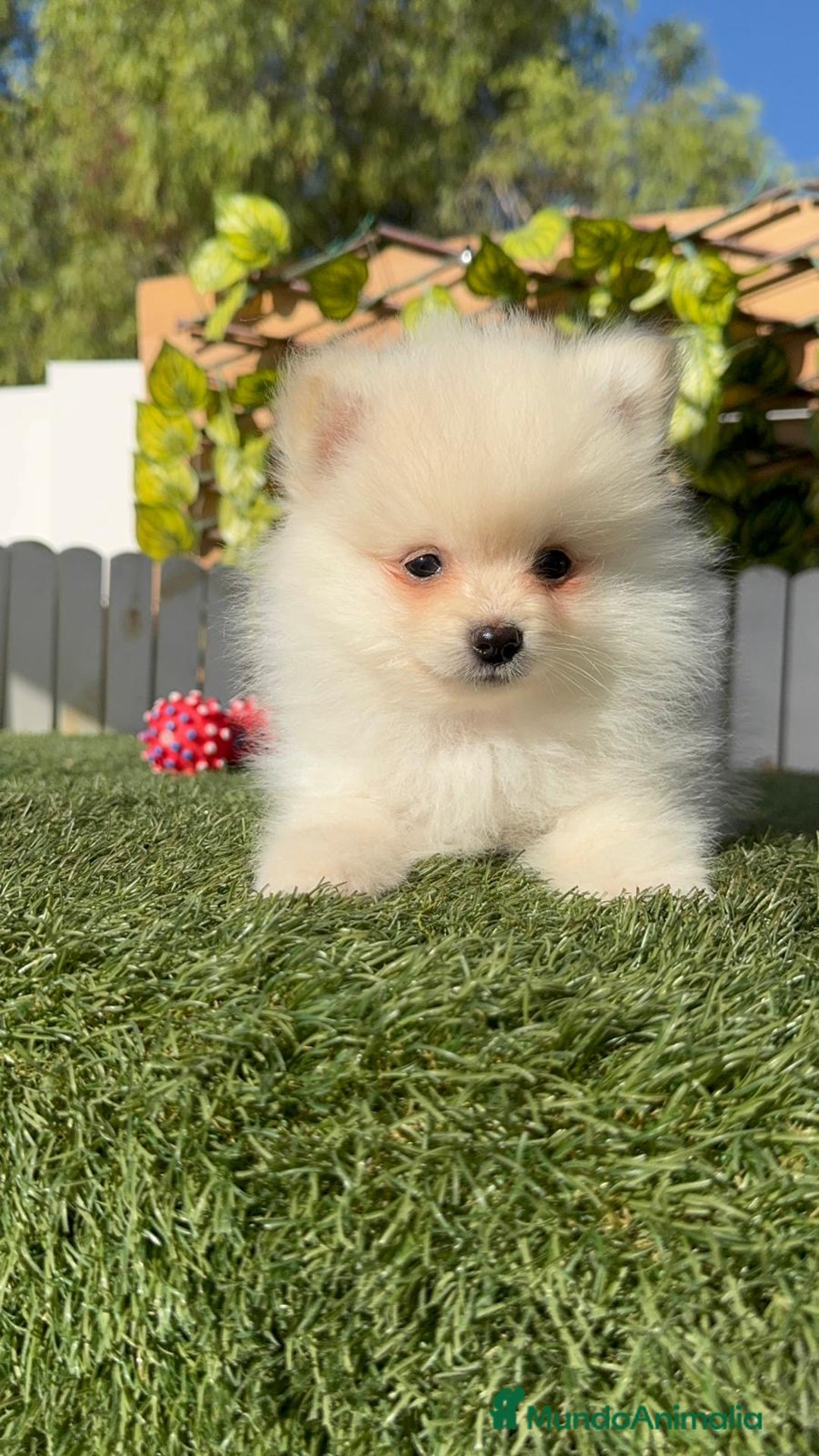 Pomerania perros en venta: POMERANIA MACHO - Imagen 2