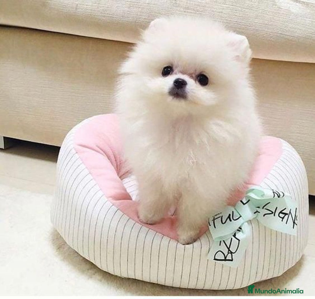 Pomerania perros en venta: pomerania mini  - Anuncio 1