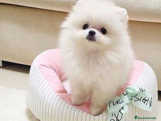Pomerania perros pomerania mini - Anuncio 1
