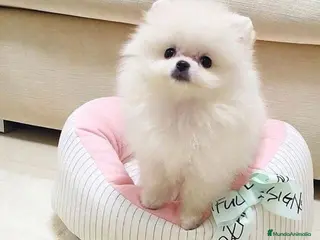 Pomerania perros pomerania mini - Anuncio 22