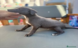 Whippet perros en venta: Whippet VERDINO  - Imagen 3