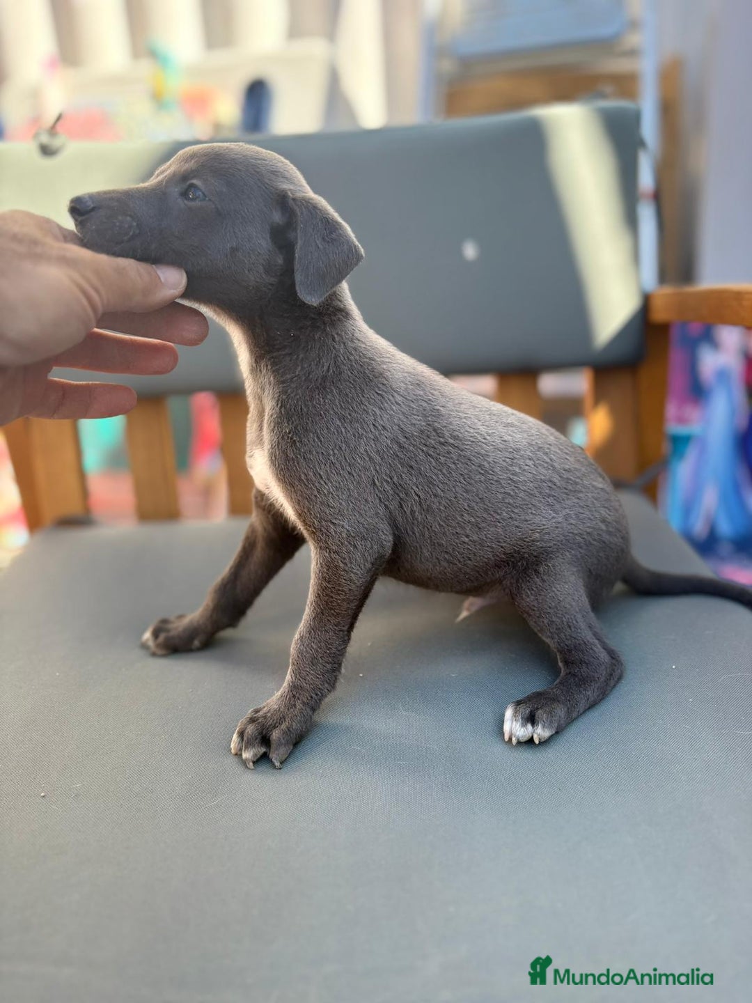 Whippet perros en venta: Whippet VERDINO  - Imagen 3