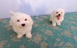 Bichón Maltés perros en venta: OFERTA MACHITOS BICHON MALTES DESDE 600 € - Imagen 1