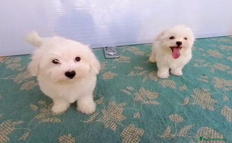 Bichón Maltés perros - Propaganda 3