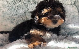 Caniche Toy perros en venta: Caniche toy phantom  - Imagen 3