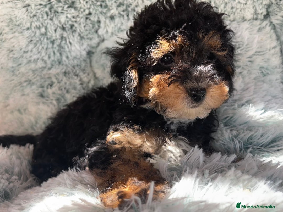 Caniche Toy perros en venta: Caniche toy phantom  - Imagen 3