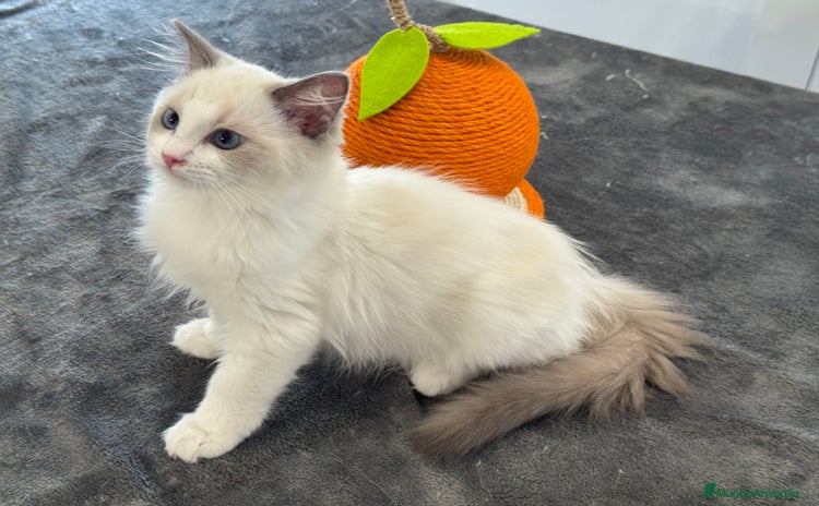 Ragdoll gatos - Anuncio 1