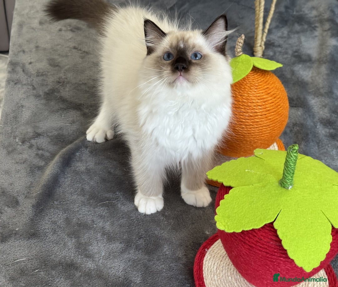 Ragdoll gatos en venta: Camada Ragdoll - Imagen 23