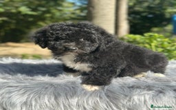 Perro de Agua Español perros en venta: Perro de aguas español - Imagen 5