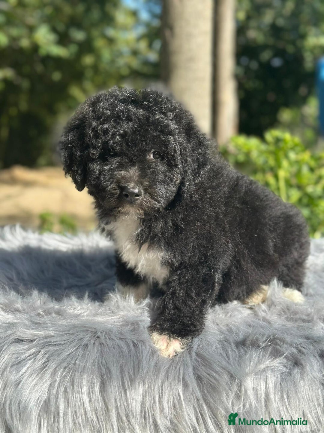 Perro de Agua Español perros en venta: Perro de aguas español - Imagen 5