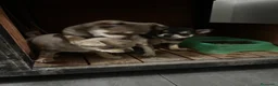 Chihuahua perros en venta: Cachorros de Chihuahua 🐾🐶 en Alicante - Anuncio 4