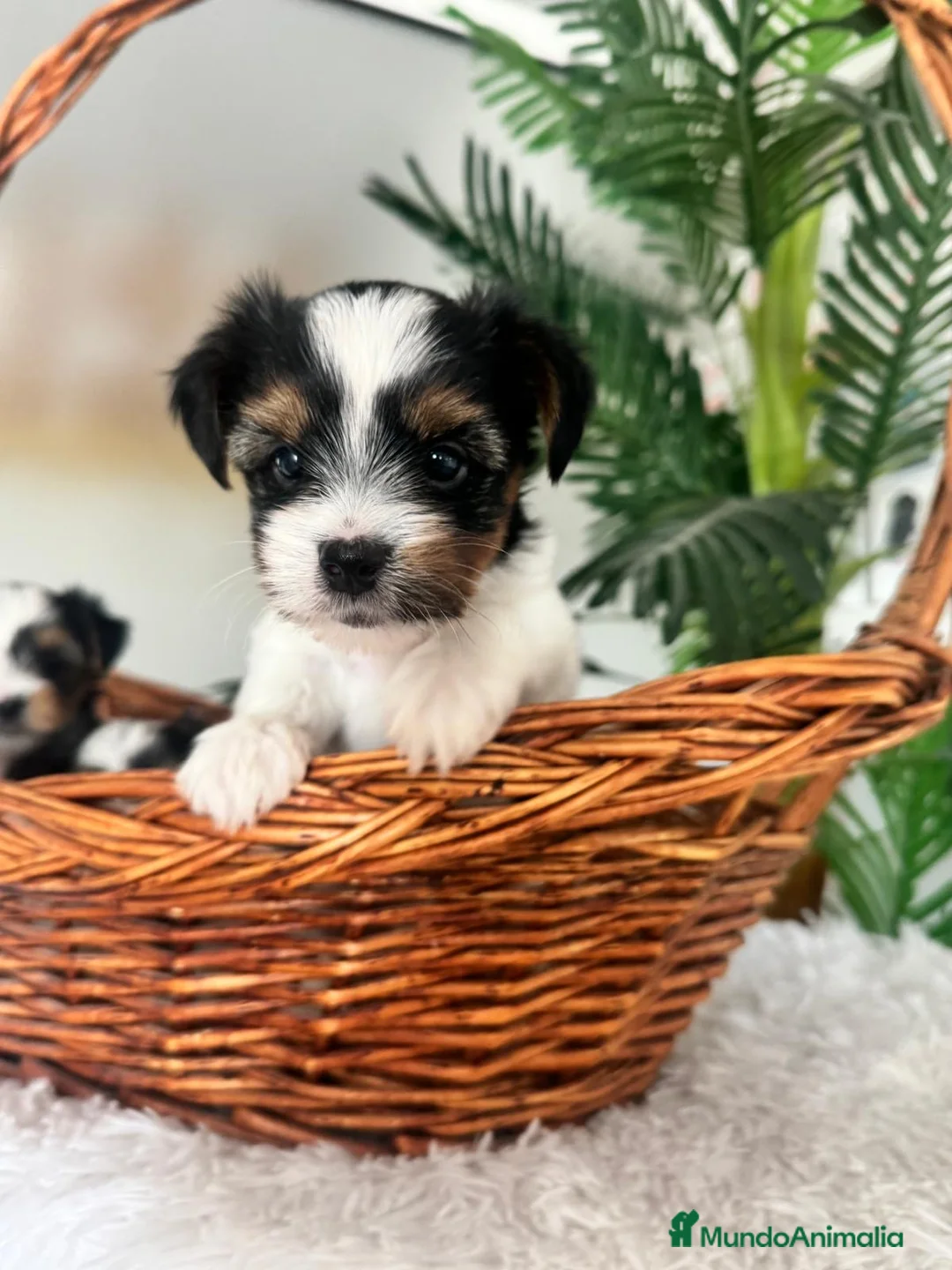 Yorkshire Terrier perros en venta: YORKSHIRE BIEWER - Anuncio 1